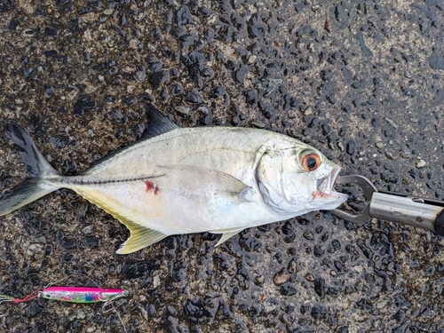 オニヒラアジの釣果