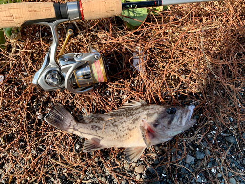 クロソイの釣果