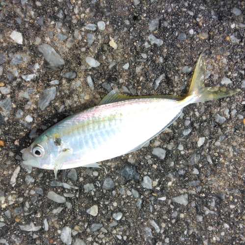 ホソヒラアジの釣果