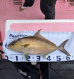 ヒレナガカンパチの釣果