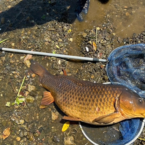 コイの釣果