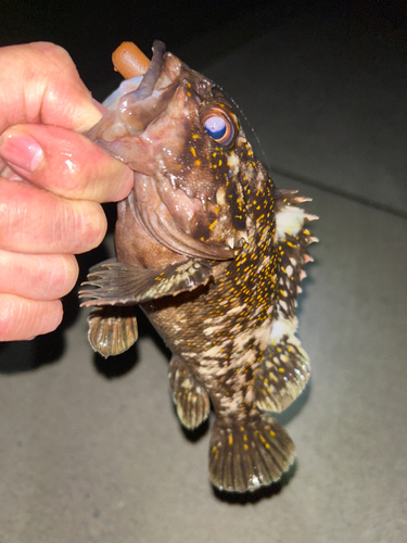 オウゴンムラソイの釣果