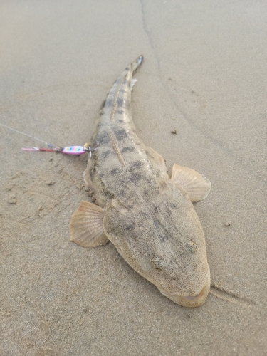 マゴチの釣果