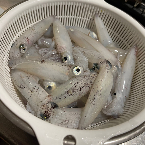 マメイカの釣果