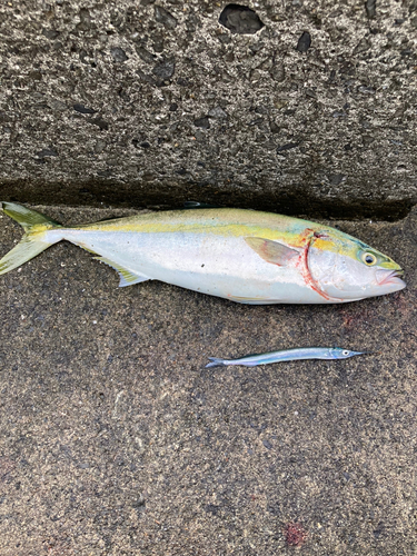 ハマチの釣果