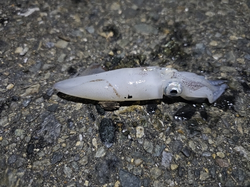 ヒイカの釣果