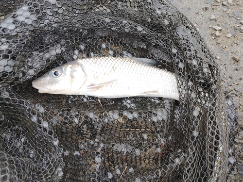 ニゴイの釣果