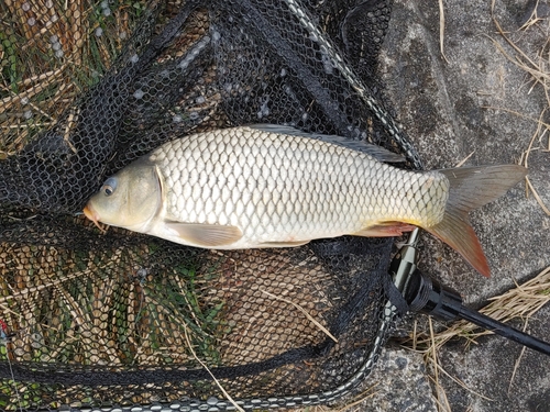 コイの釣果