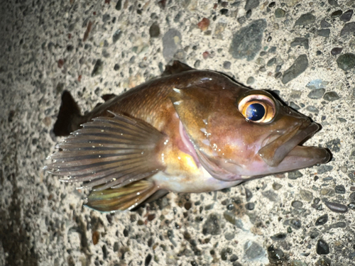 浜厚真漁港