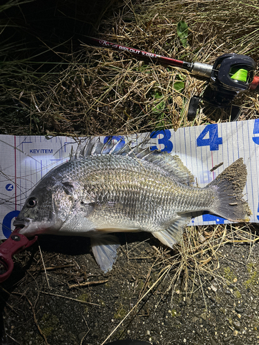 チヌの釣果