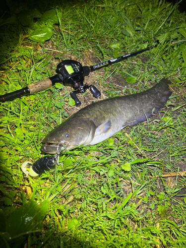 ナマズの釣果