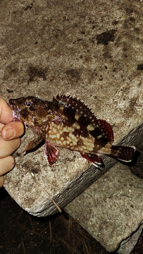 カサゴの釣果