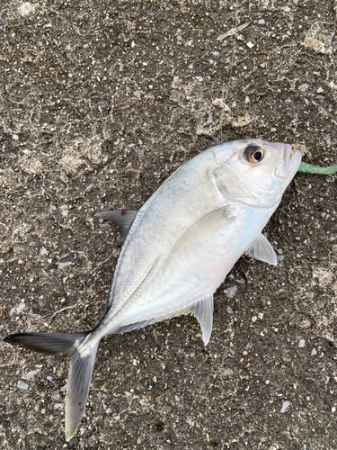 伊勢湾湾奥