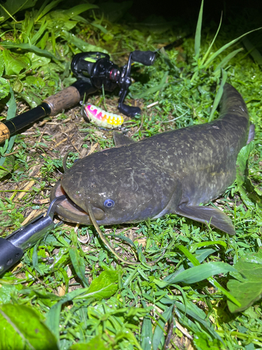 ナマズの釣果