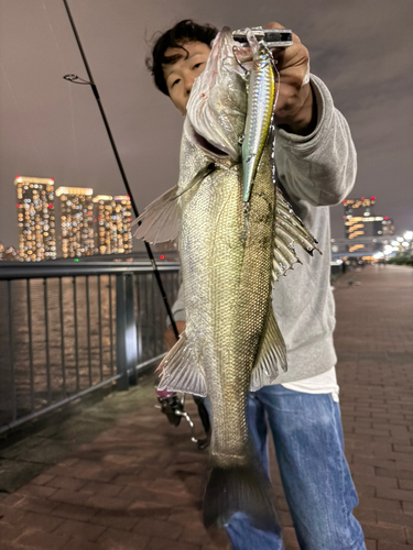 シーバスの釣果