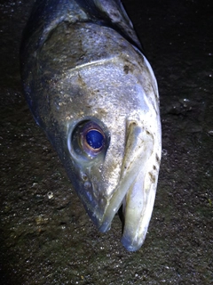 スズキの釣果