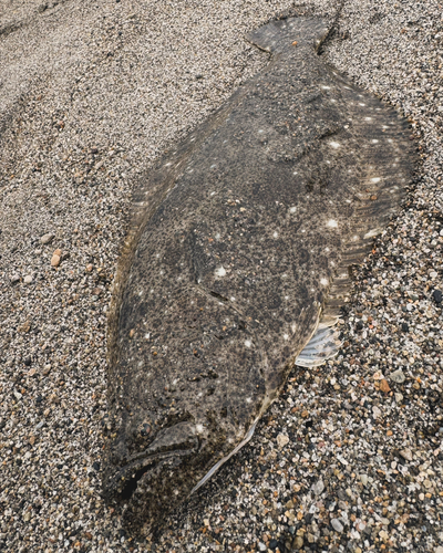 ヒラメの釣果