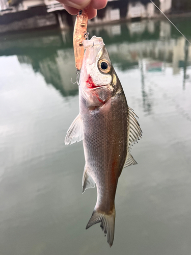 セイゴ（ヒラスズキ）の釣果