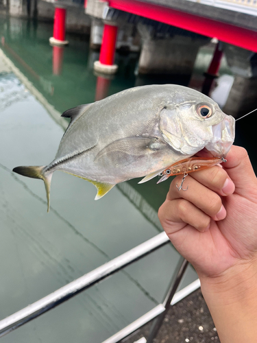 メッキの釣果