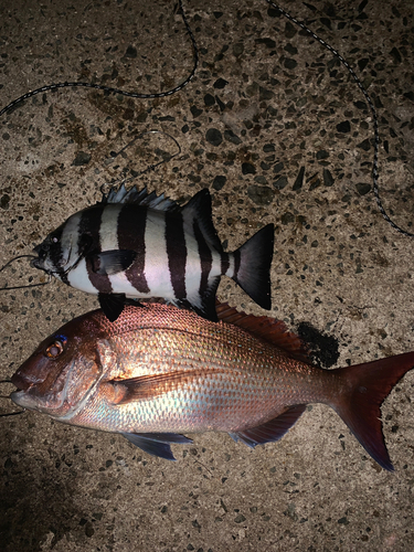 マダイの釣果