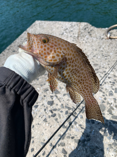 オオモンハタの釣果