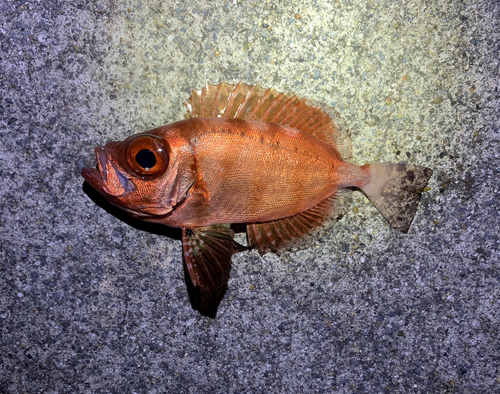 キントキダイの釣果