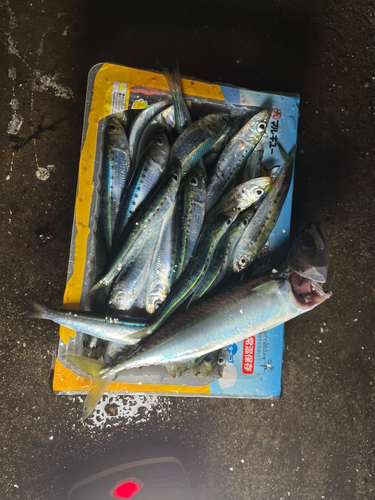 イワシの釣果