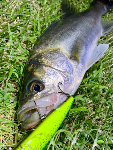 フッコ（マルスズキ）の釣果