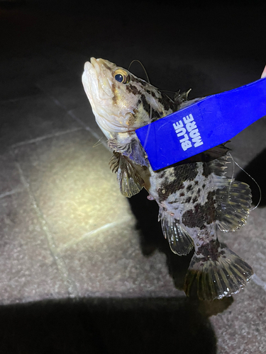 タケノコメバルの釣果