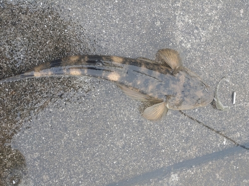 マゴチの釣果