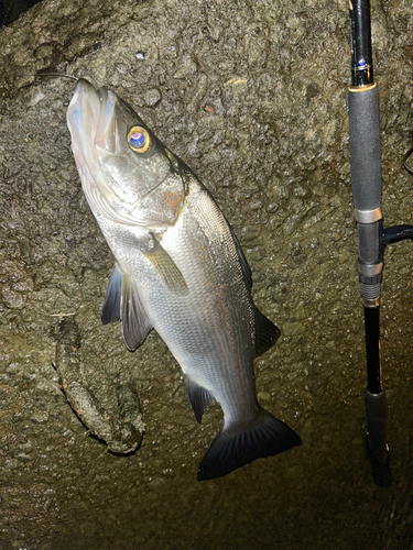 ヒラスズキの釣果