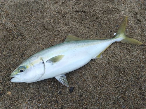 イナダの釣果