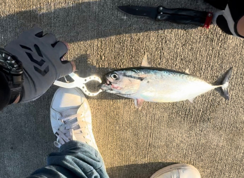 ソウダガツオの釣果