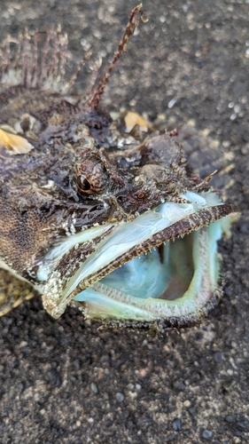 カジカの釣果