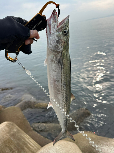 サゴシの釣果