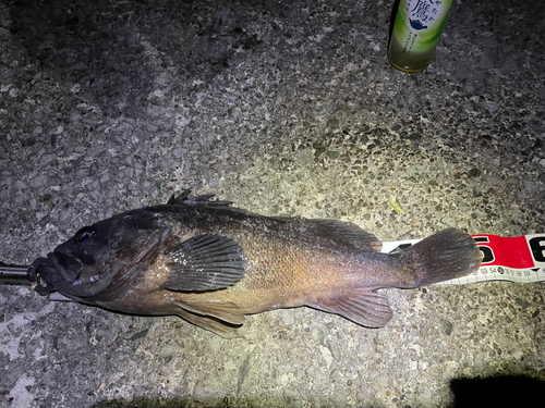 ソイの釣果