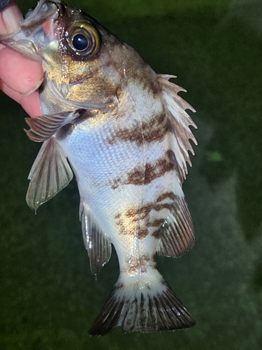 シロメバルの釣果