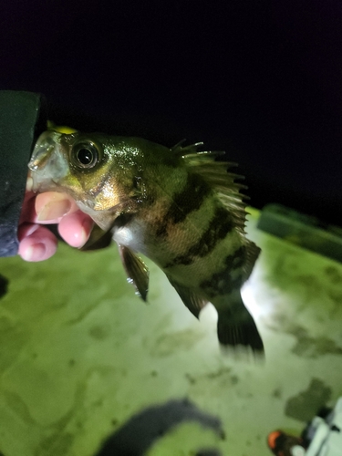 シロメバルの釣果