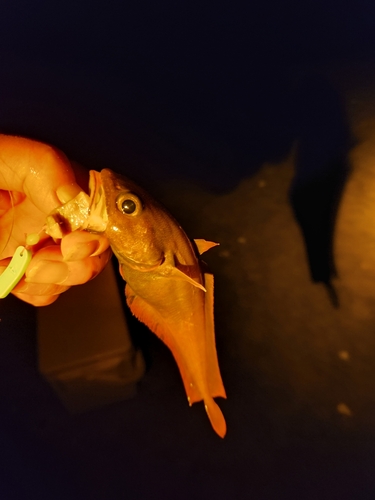 ドンコの釣果