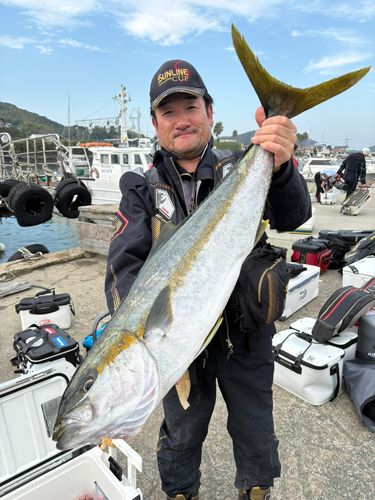 ヒラマサの釣果