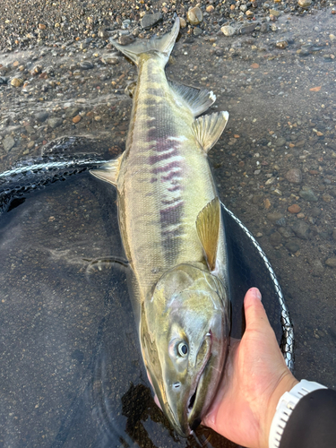 アキアジの釣果