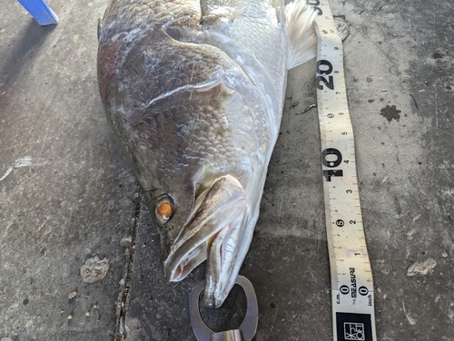 バラマンディの釣果