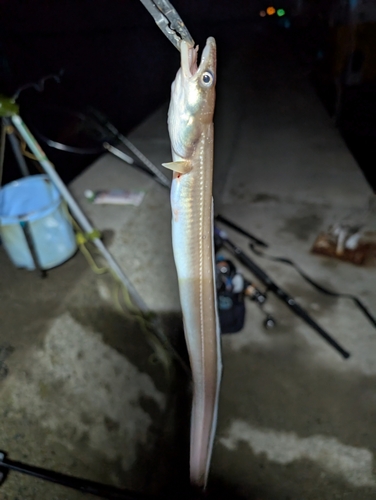 アナゴの釣果