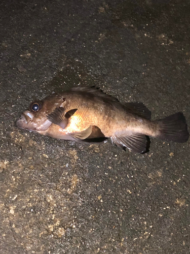 メバルの釣果