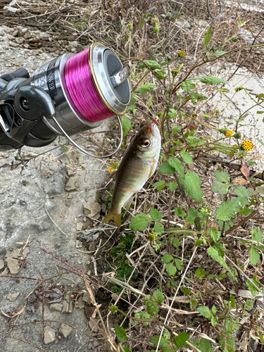 オイカワの釣果