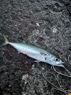 マメイカの釣果