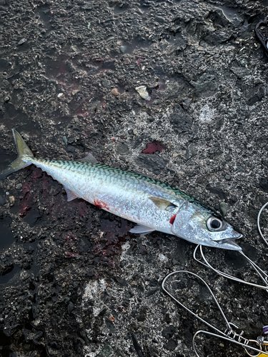 マメイカの釣果