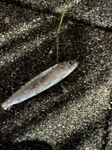 イワシの釣果