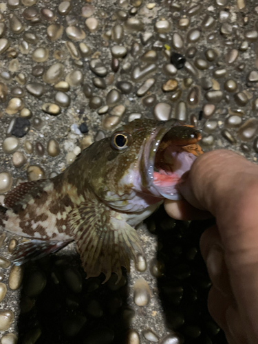 カサゴの釣果