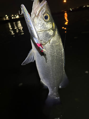 セイゴ（ヒラスズキ）の釣果